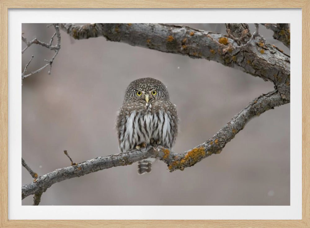 Little guy in the snow | Poster