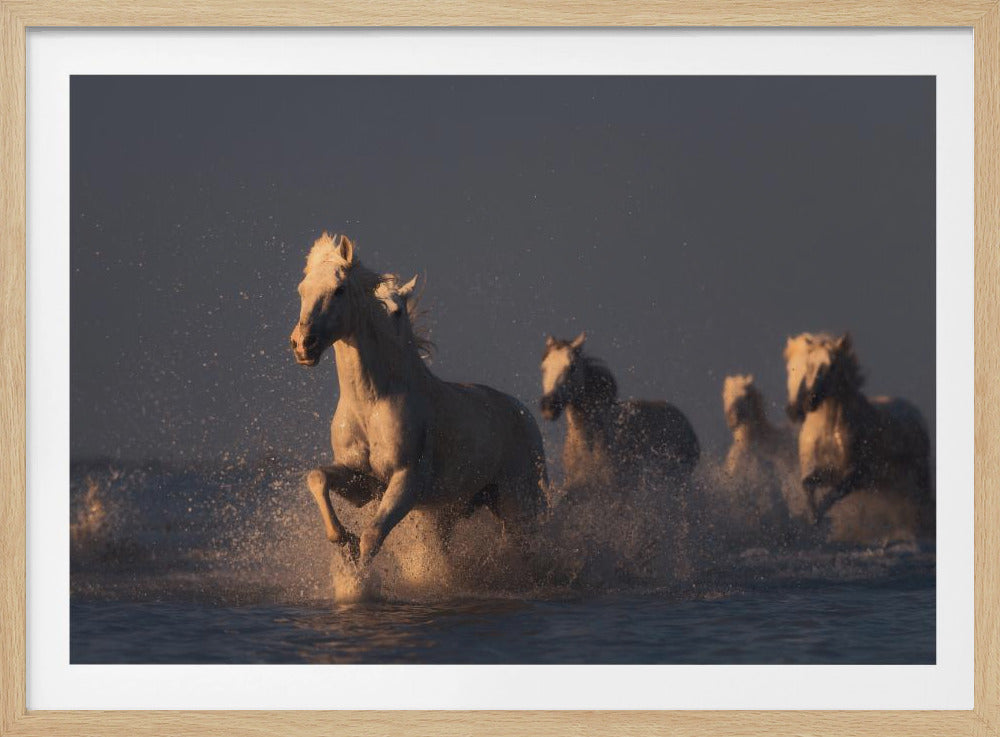 horses in sunset light | Poster