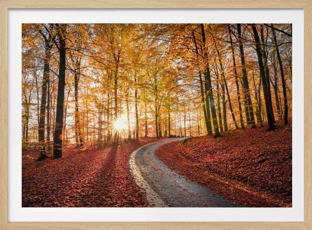 Road in Söderåsen nationalpark, Sweden | Poster