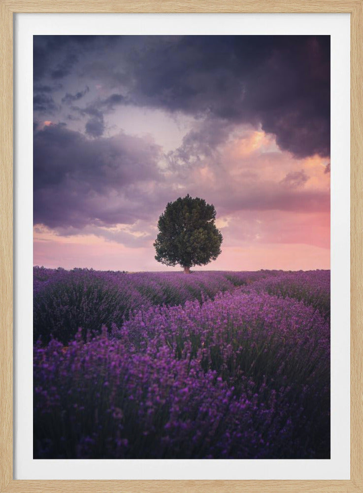 Lavender Fields, Isparta | Poster