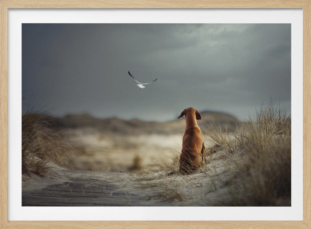 FREEDOM (II) | Poster