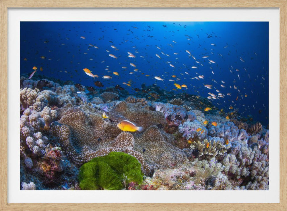 Anemon and Anthias | Poster