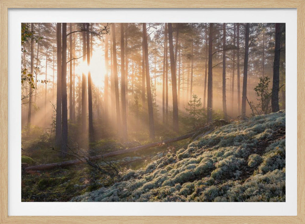 Fog in the forest with white moss in the forground | Poster