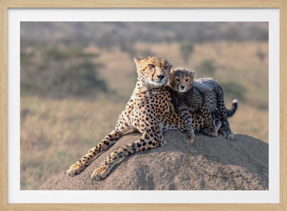 Cheetah and cup! | Poster