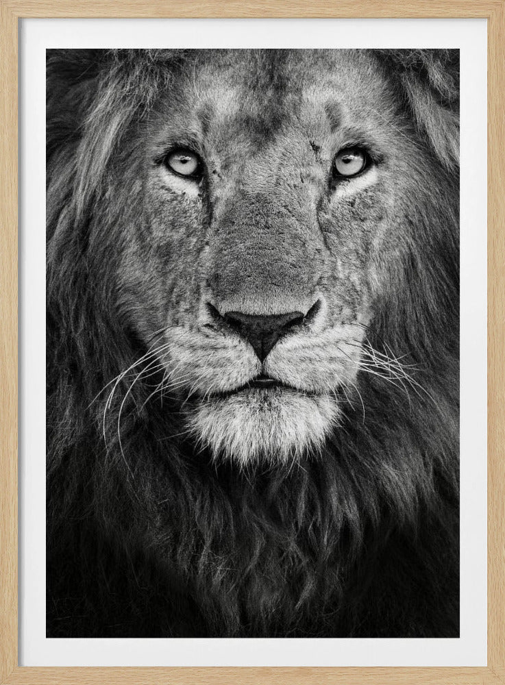 Royal portrait | Poster