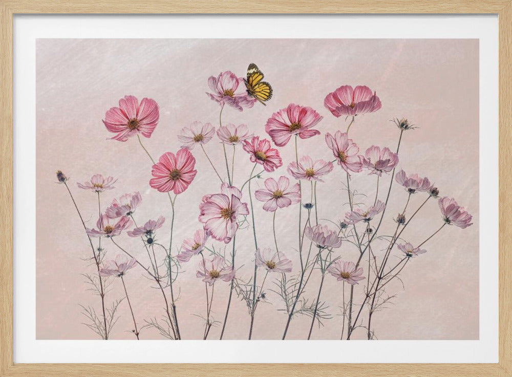 Cosmos and Butterfly | Poster