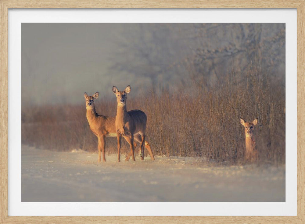 Three Deer | Poster
