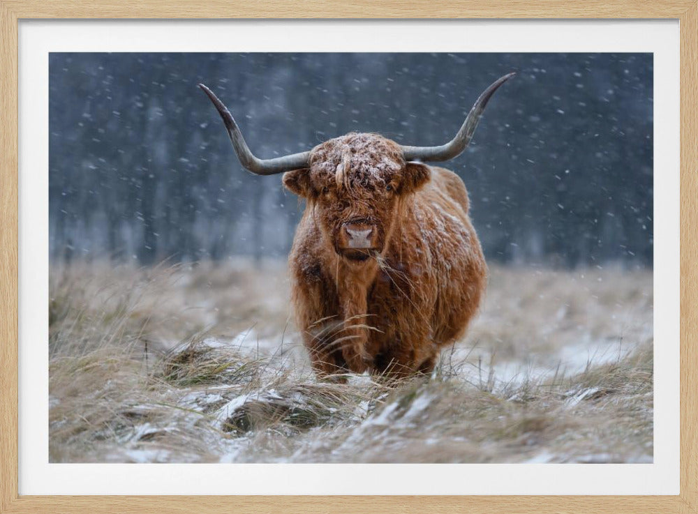 Snowy Highland cow | Poster