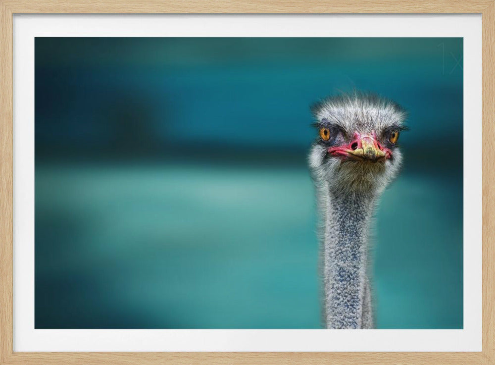 Ostrich Protecting two Poor Chicken from the Wind | Poster