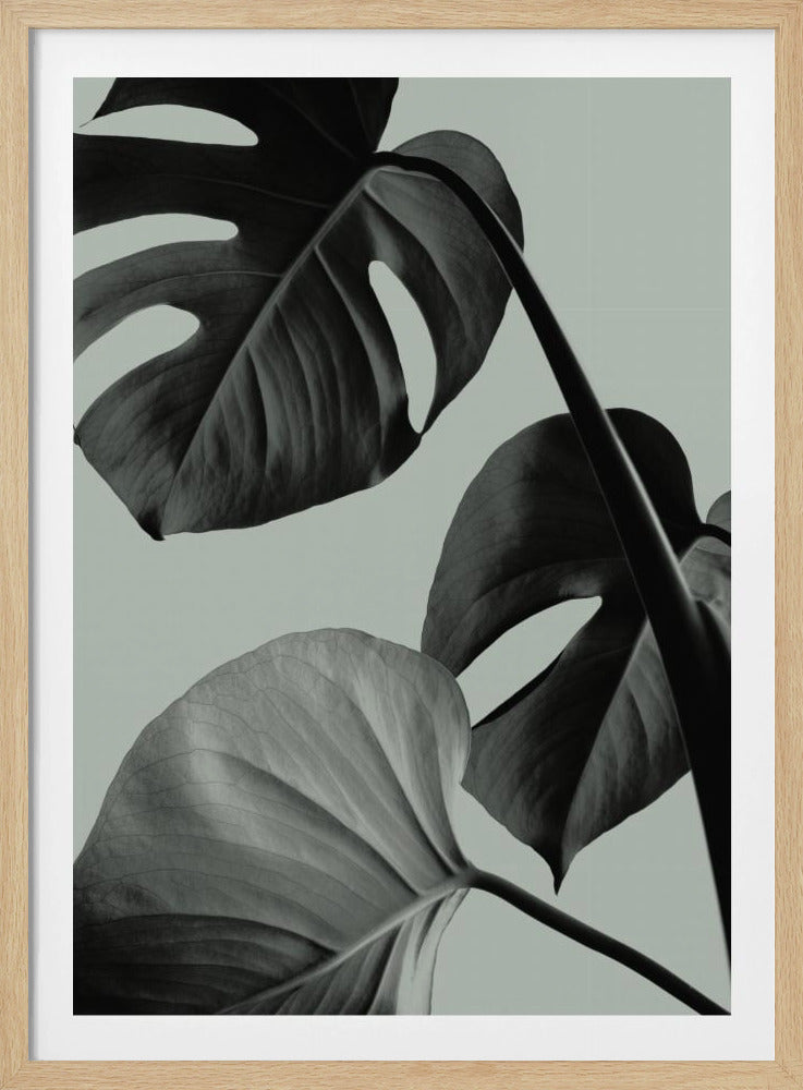Monstera Teal 07 | Poster
