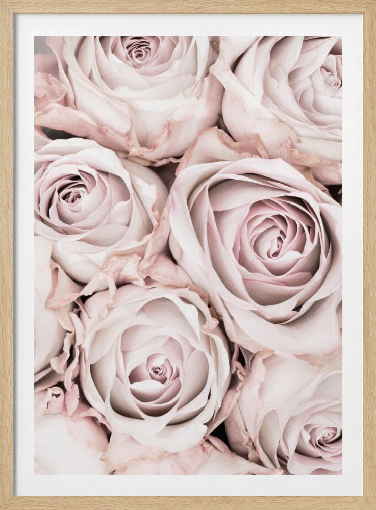 Pink Roses No 01 | Poster