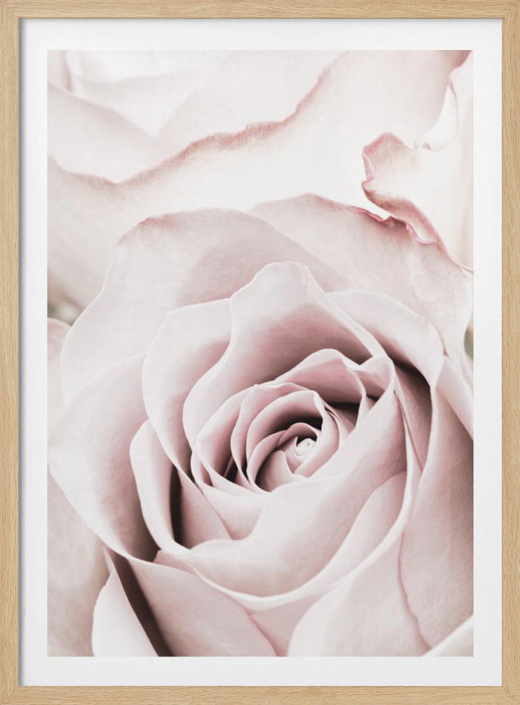 Pink Rose No 05 | Poster