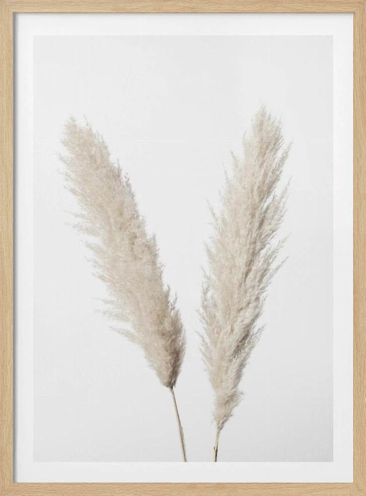 Pampas White | Poster