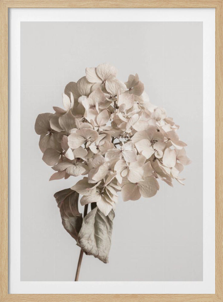 Beige dried flower | Poster