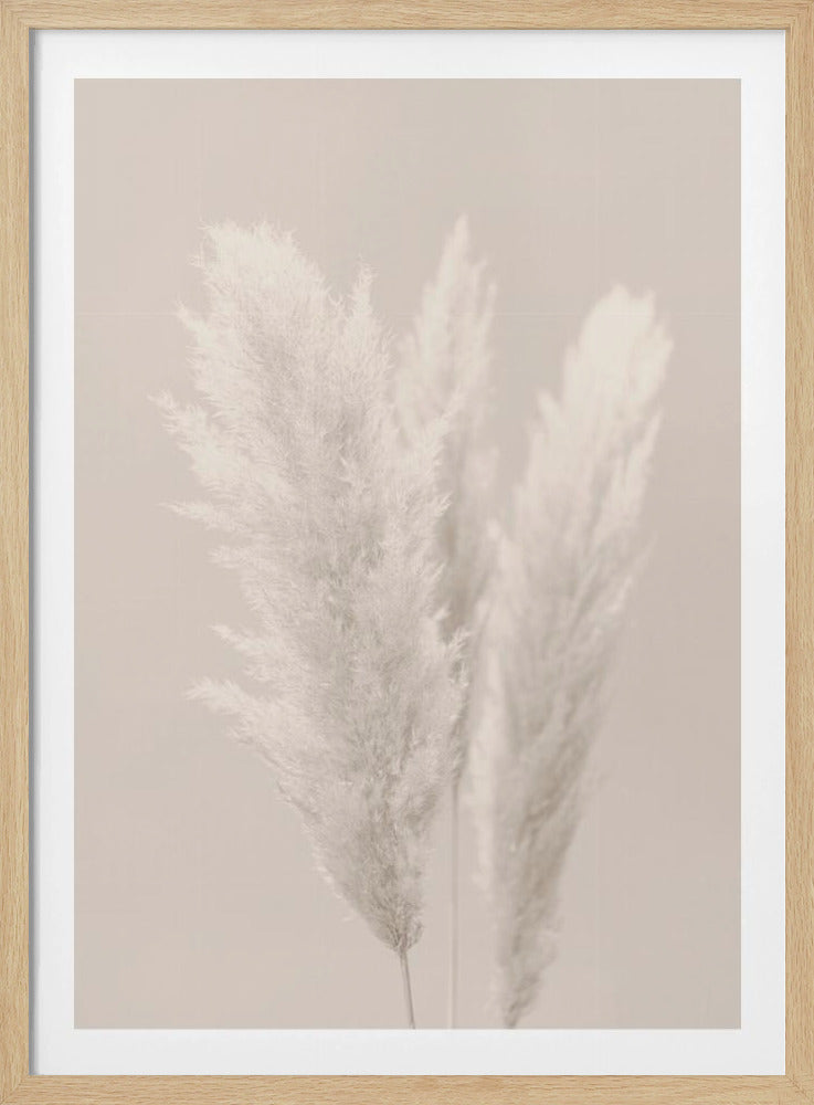 Pampas Grass_002 | Poster