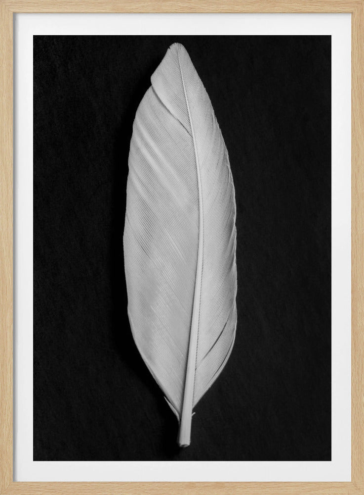 Feather_008 | Poster