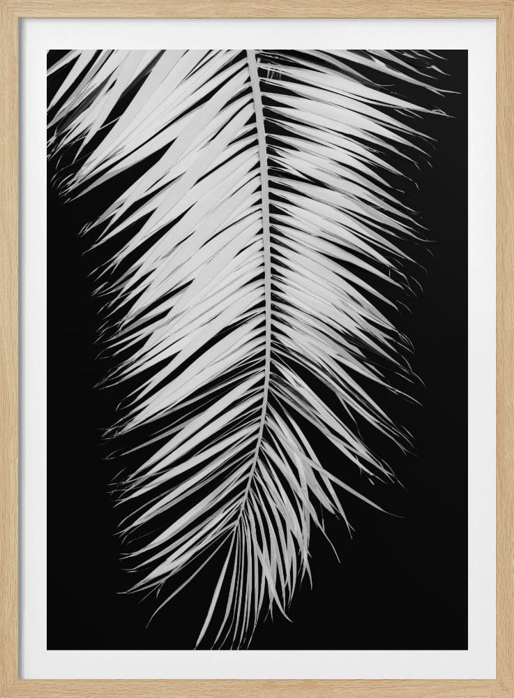 Palmblad_004 | Poster