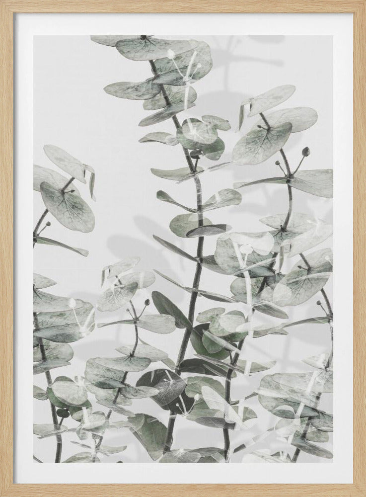 Eucalyptus_001 | Poster