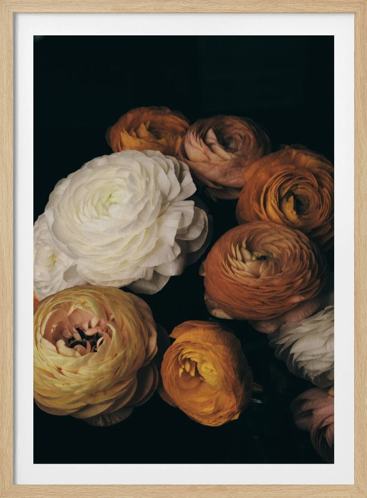 Ranunculus | Poster