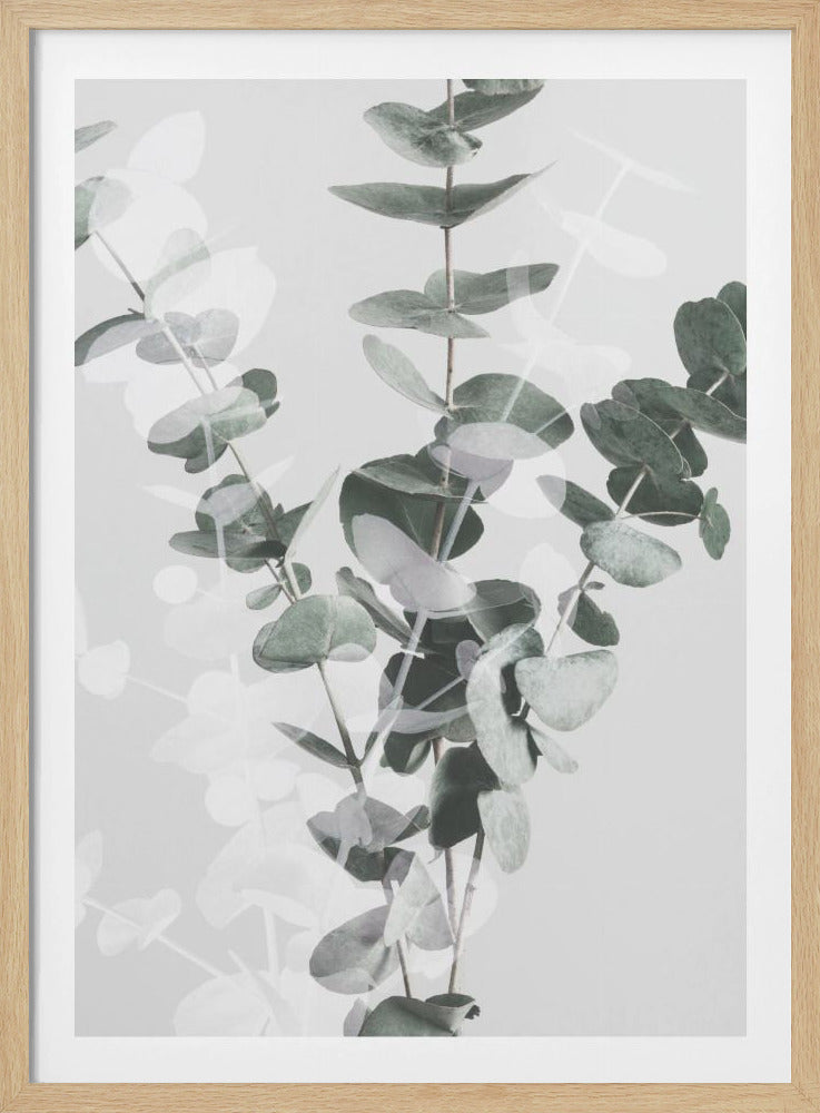 Eucalyptus_002 | Poster