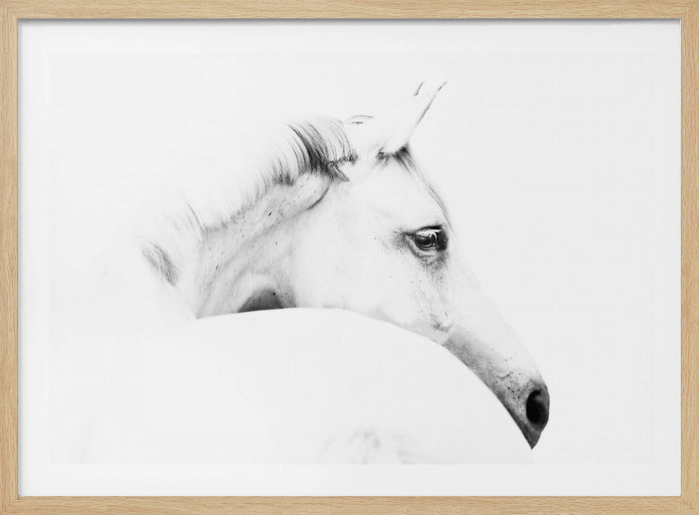 horse and minimalism | Poster
