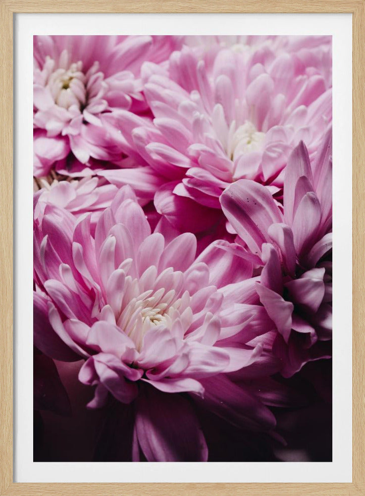 Vibrant Pink Chrysanthemums Blossoms | Poster