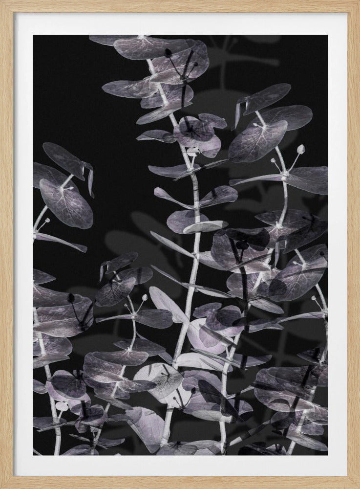 Eucalyptus_Negative_002 | Poster