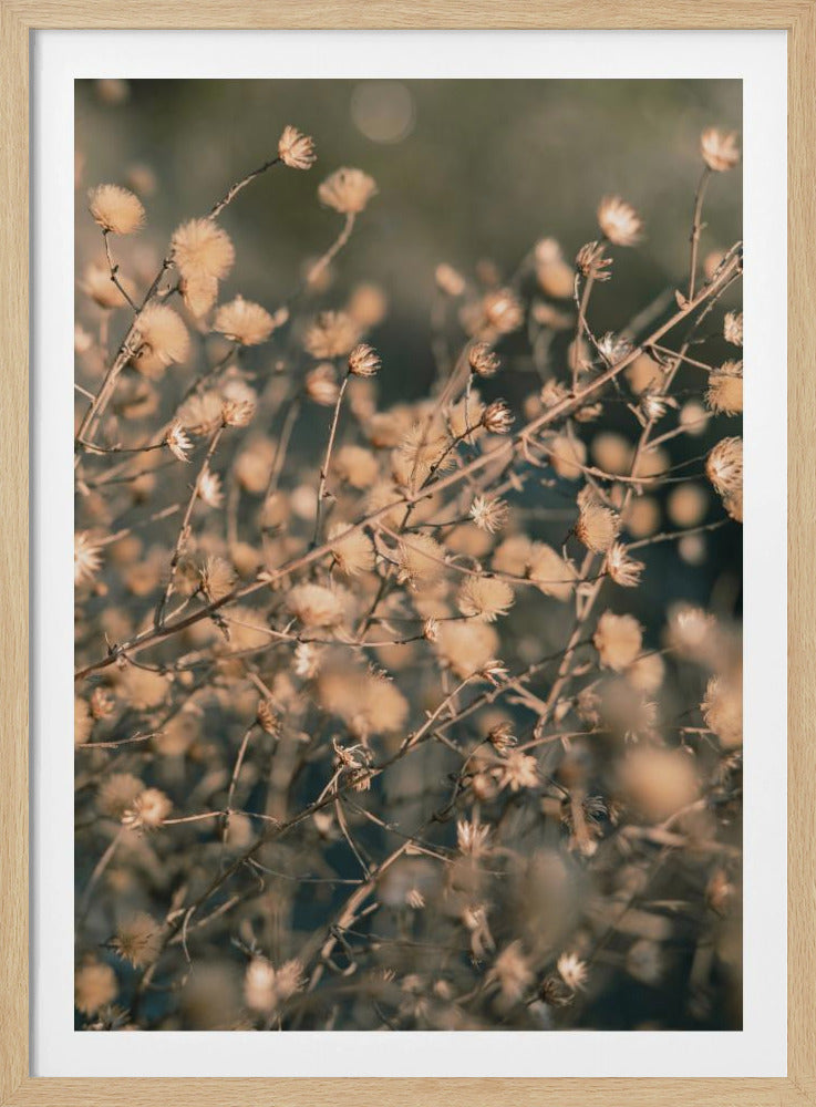 Beach flowers_003 | Poster