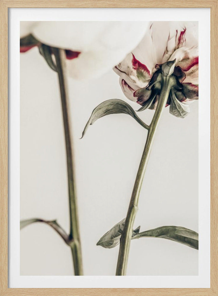 Peony 01 | Poster