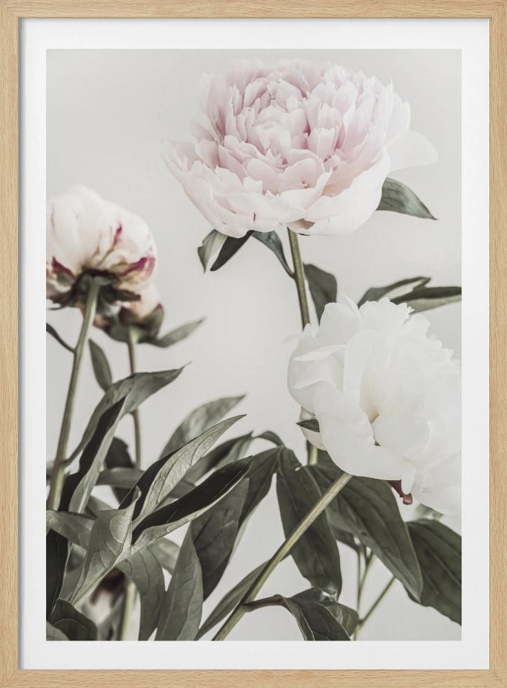 Peony 04 | Poster