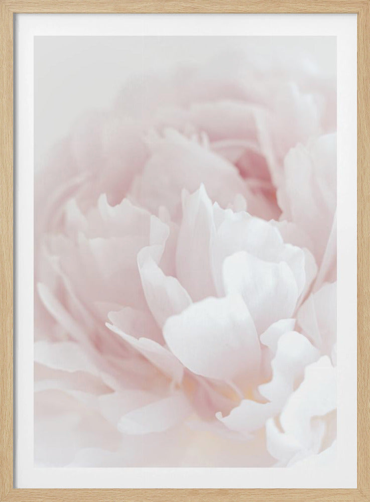 Peony 05 | Poster