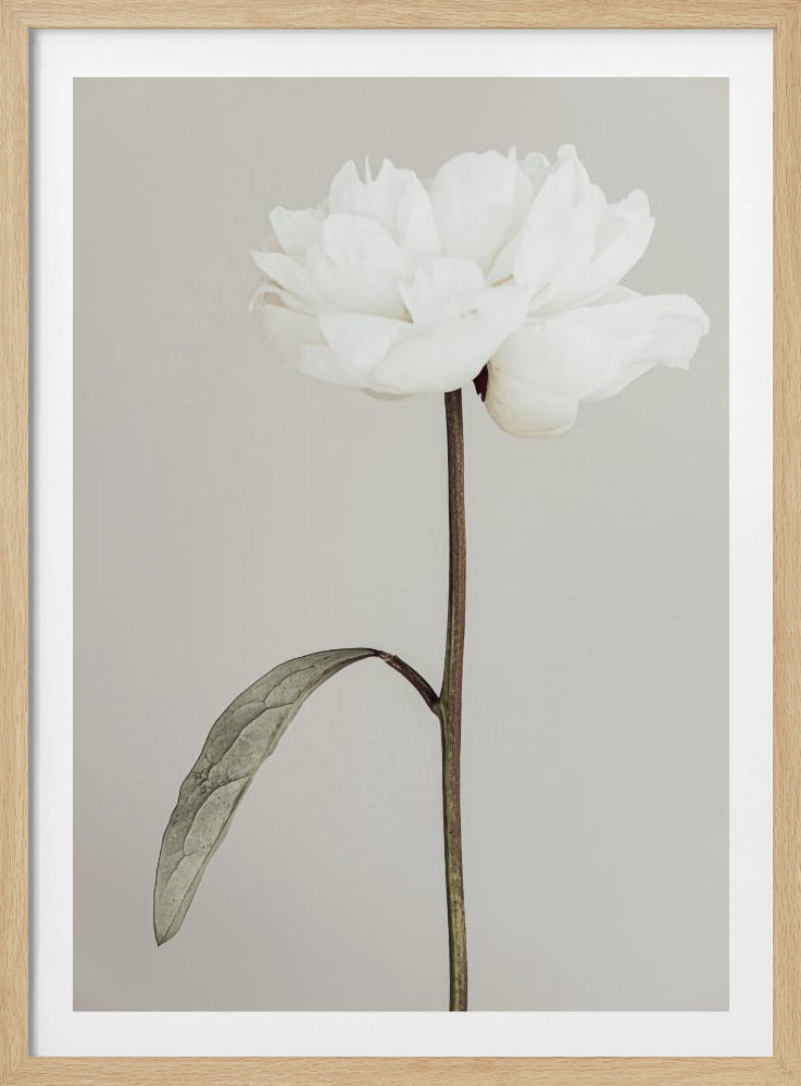 Peony 07 | Poster