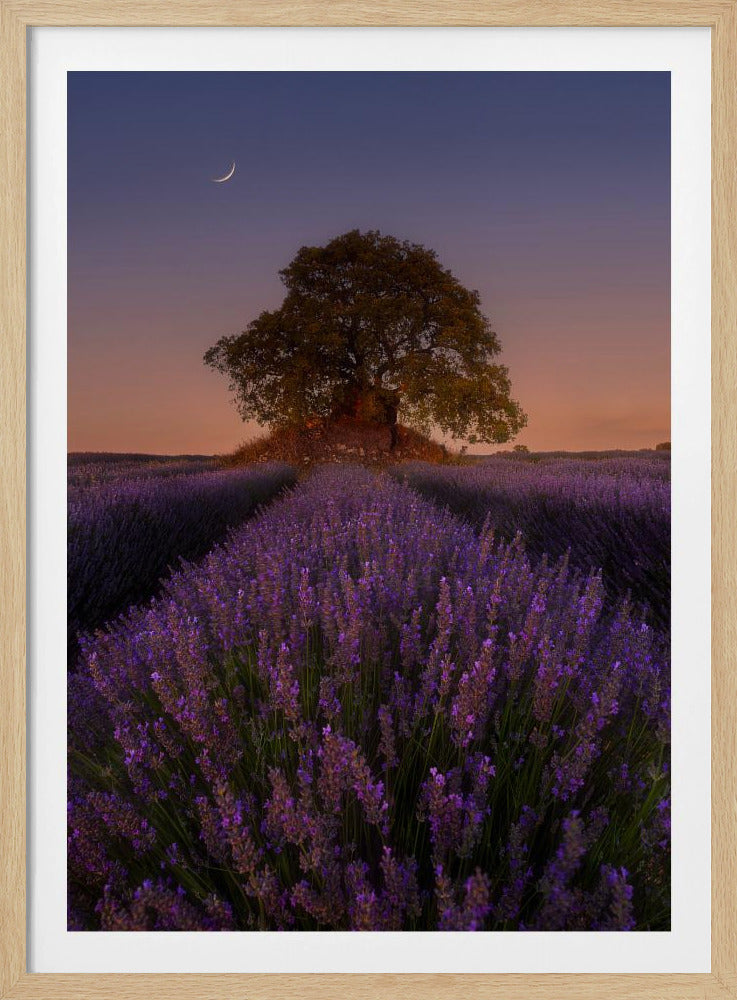 Lavender and Moon | Poster