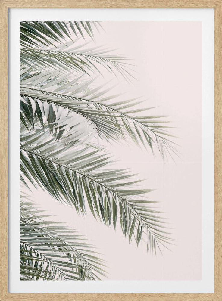 Blush Palm Leaves | Poster