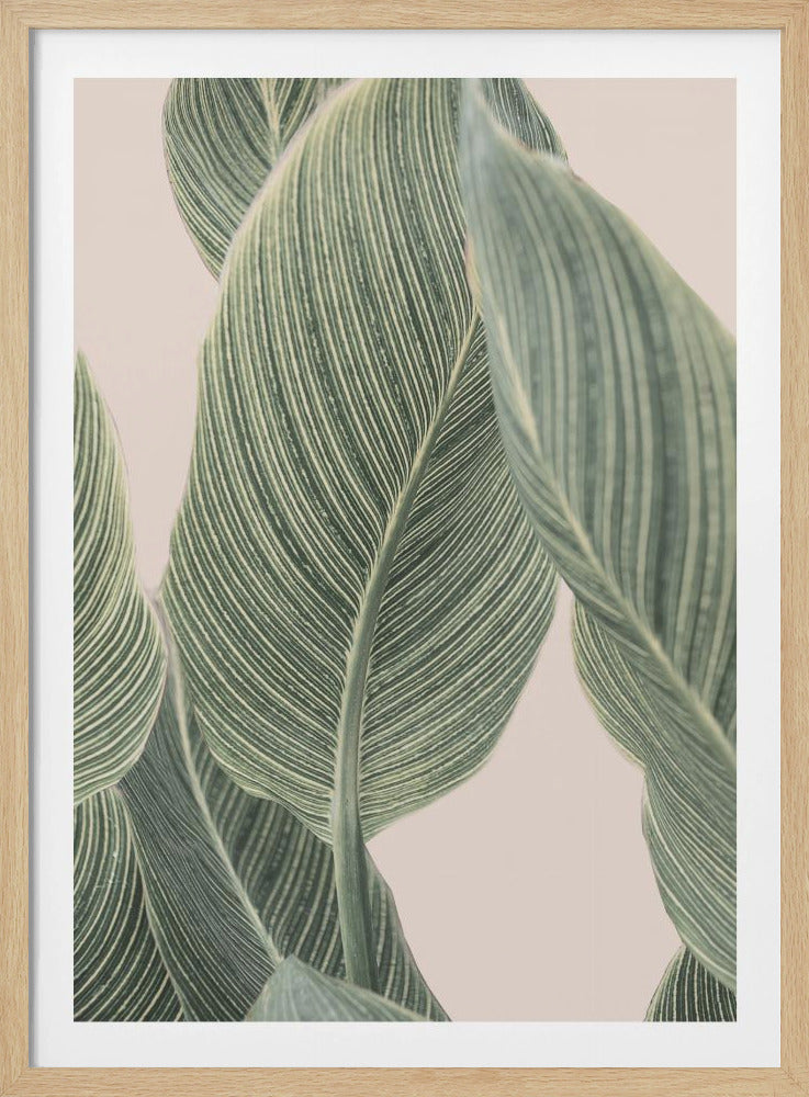 Calla Leaf | Poster