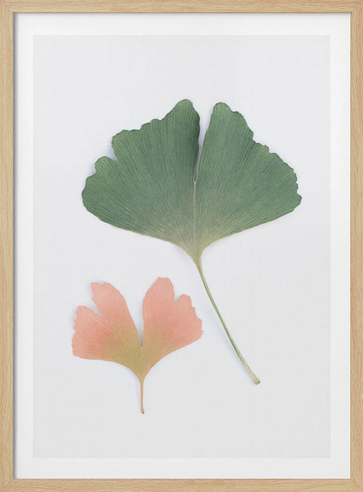 Pastel Ginkgo | Poster