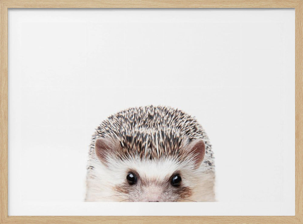 Peeking Hedgehog | Poster