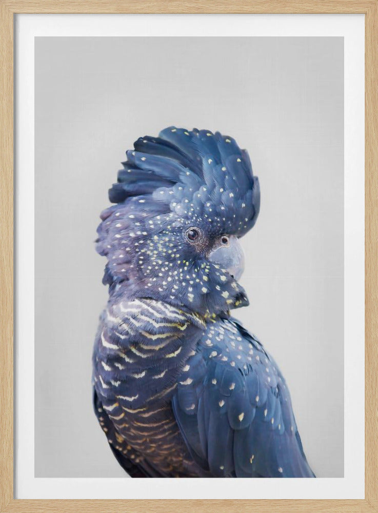 Black Cockatoo | Poster