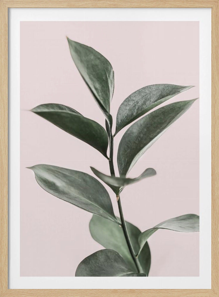 Foliage on Pink | Poster