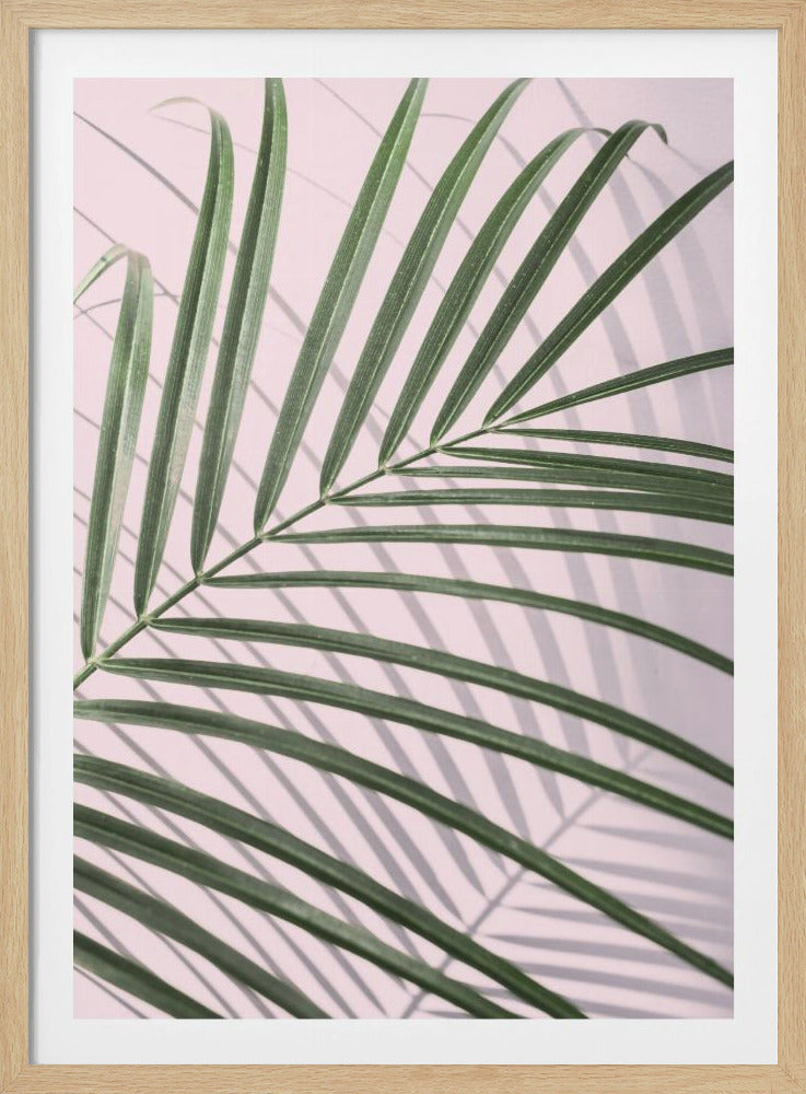 Palm Leaf Shadow | Poster