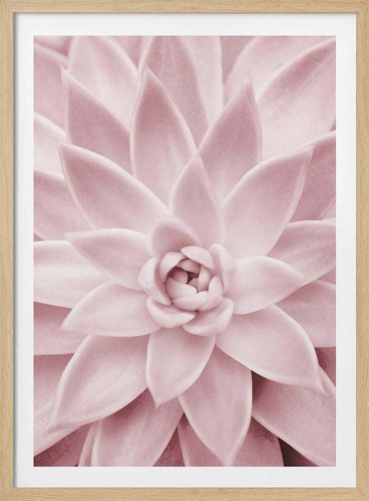 Pink Succulent | Poster