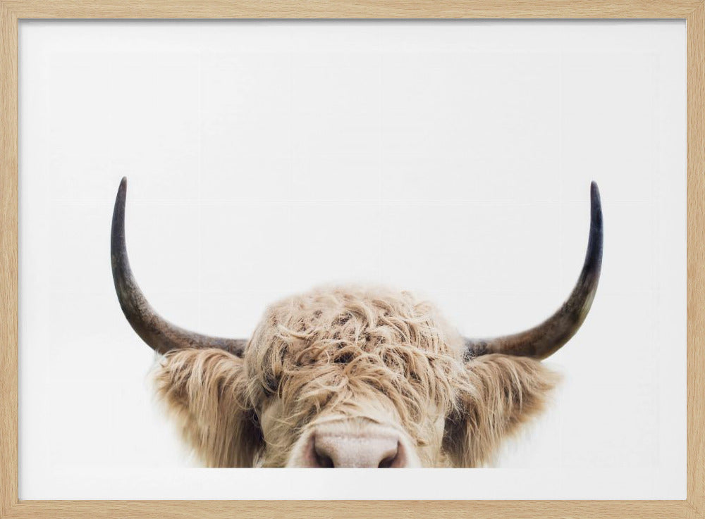 Peeking Cow | Poster