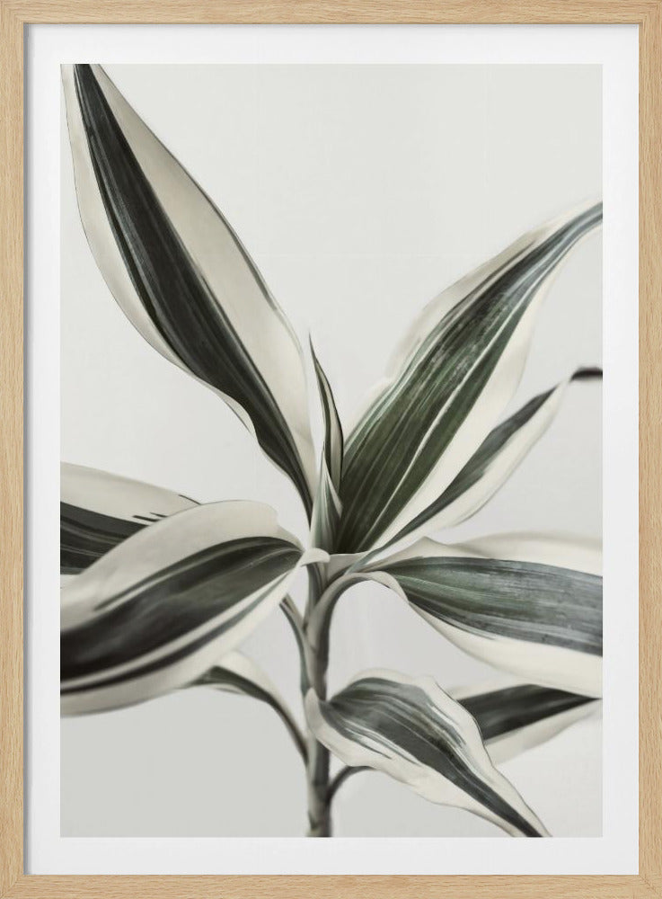 Foliage | Poster