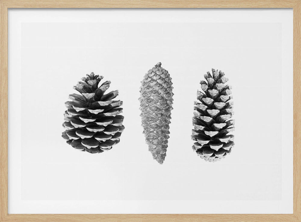 Pine Cone Study | Poster