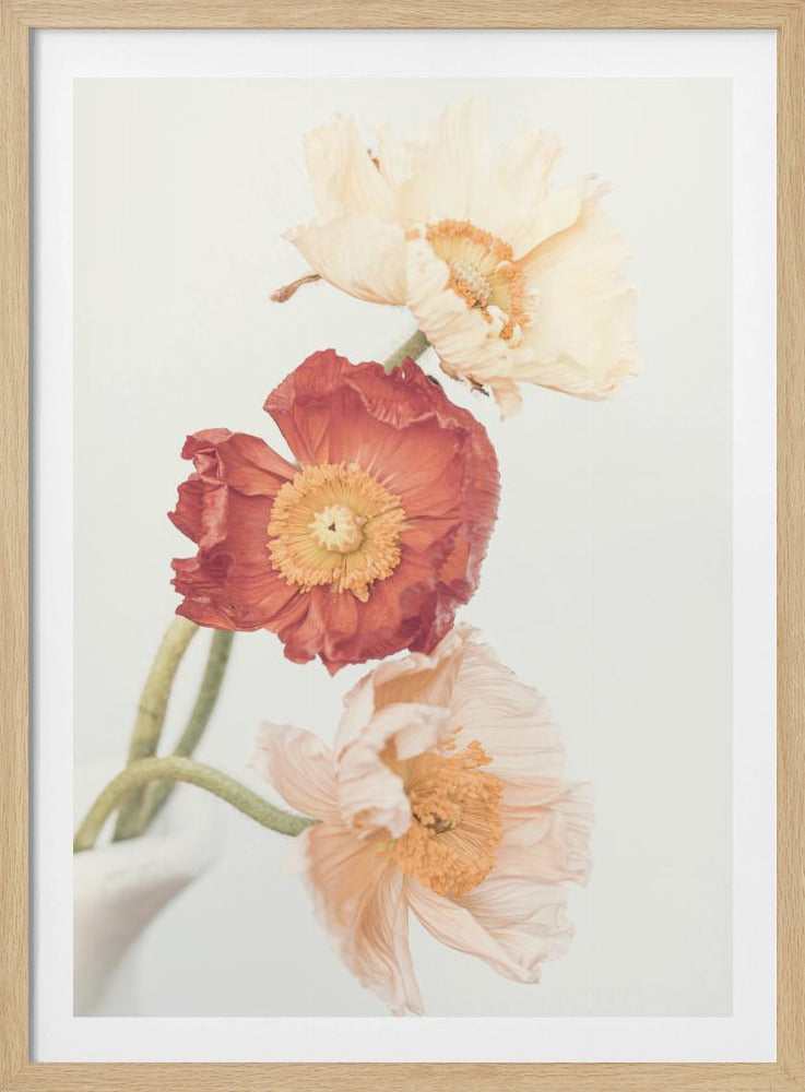 Poppies | Poster