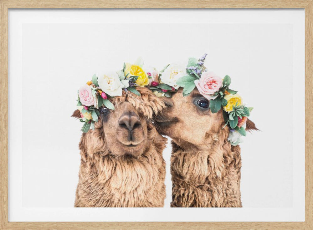 Boho Alpacas | Poster