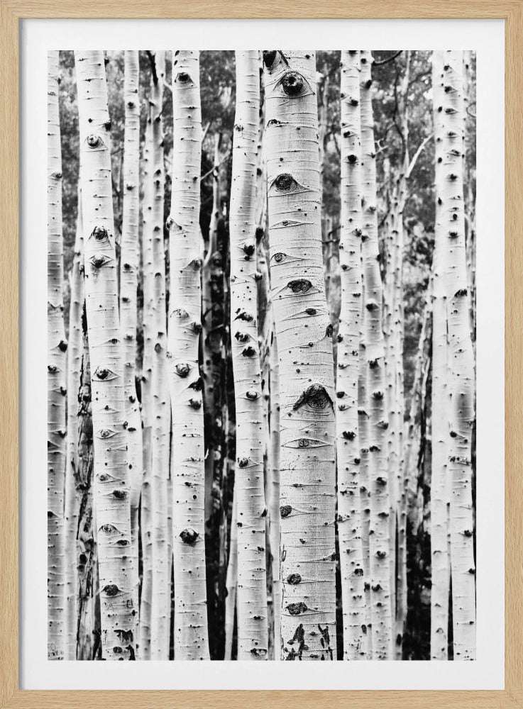 Birches | Poster