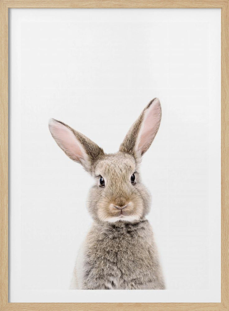 Baby Rabbit | Poster
