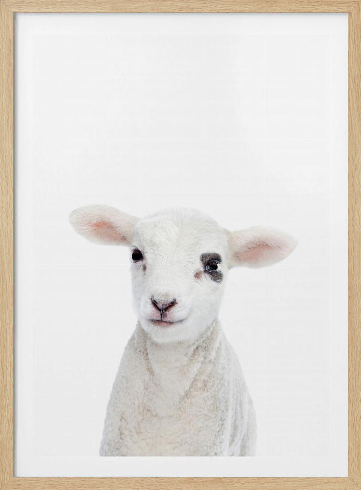 Baby Lamb | Poster