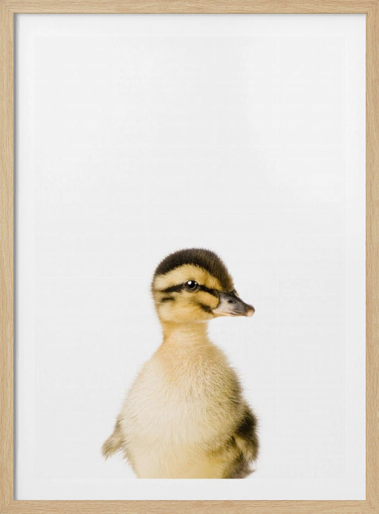 Baby Duck | Poster